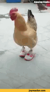 chicken shoes.gif