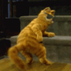 cat dance.gif