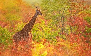 giraffe-cruising-through-the-fall-foliage.jpg