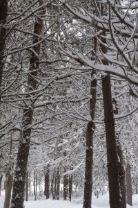 snow in the pines.jpg