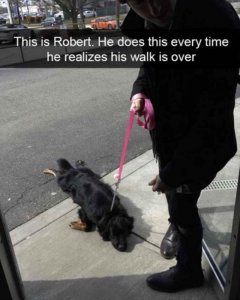 dog-this-is-robert-he-does-this-every-time-he-realizes-his-walk-is-over.jpg