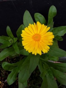 calendula.jpg