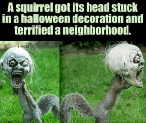 squirrel.jpg
