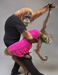 Funny Monkey Pics 5.jpg