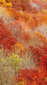 95341a05c564aba72b7d994fefd5df72[1].jpg