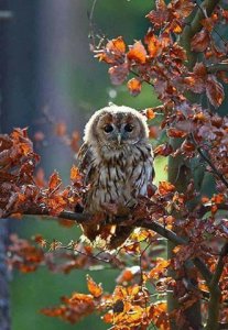 picowl2-2.jpg