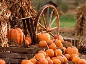 Fall-Harvest.jpg