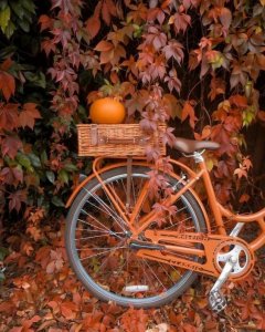 fa461ff53105c1ca09f53fba2d46ade8[1].jpg