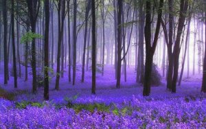 follow lav woods.jpg