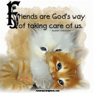 cat friend 1.gif