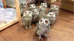 Owls @.jpg