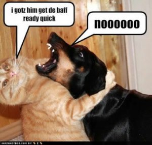 funnydogsandcats6.jpg