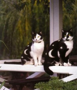 20-funny-painted-cats.jpg