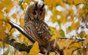 picowl3-2.jpg
