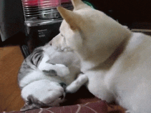 animal-friends.gif