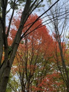 51E1C479-E272-440C-A5C7-468121E40970.jpeg