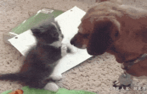 funny-gif-kitten-playing-dog-snout.gif