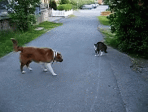 ScientificOblongAmericanbulldog-small.gif