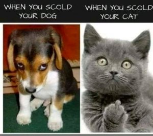 FB_IMG_16024012532040385.jpg