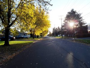 leaves2.jpg