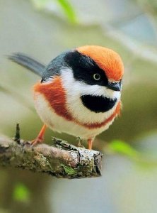 hween bird.jpg