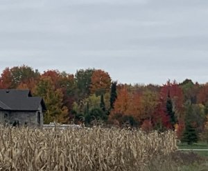 51EA4754-35EB-46AD-A8C3-126A25F0163F.jpeg
