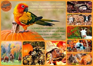 Wildlife 2017.JPG
