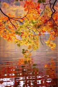 picautumnleavesoverpond.jpg