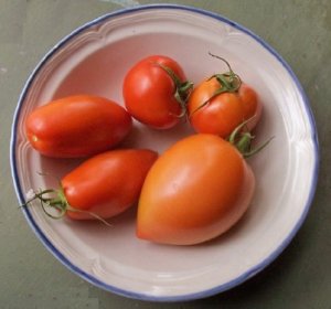 tomatoes.jpg