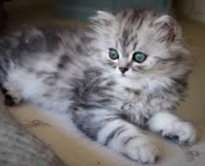 silver tabby kitten.jpg