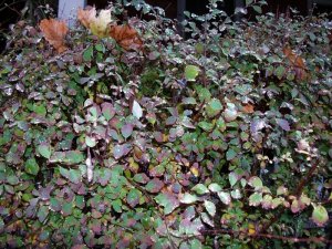 spirea1.jpg
