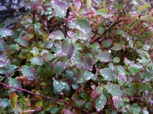 spirea2.jpg