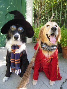 funny-dog-halloween-costumes.jpg