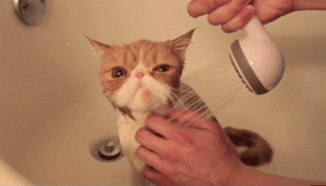 cat shower 2.gif