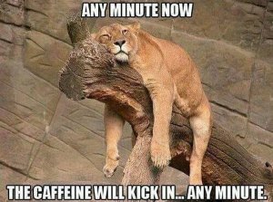 cat-humor-any-minute-now-caffeine-will-kick-in-600x445.jpg