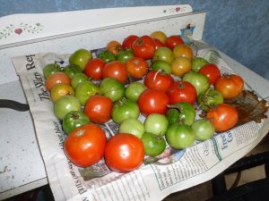 last of tomatoes.JPG