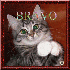bravo cat.gif