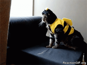 GIF-cat-costume-fail-fall-funny-Halloween-GIF.gif