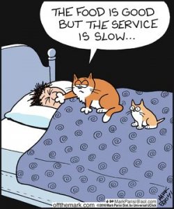 cats1.jpg