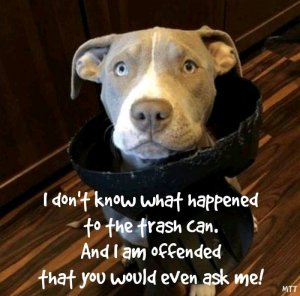 FB_IMG_16032188255092852.jpg