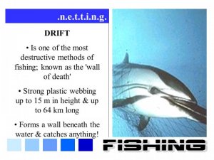 n.e.t.t.i.n.g.+DRIFT.+Is+one+of+the+most+destructive+methods+of+fishing;+known+as+the+wall+of+...jpg
