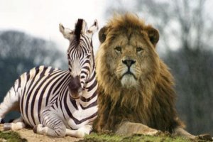 Zebra @.jpg