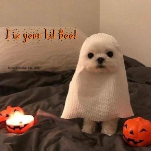 lilboo.jpg