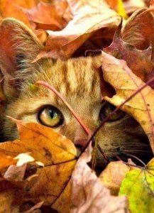 cat time leaves.jpg