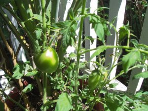 tomatoes1.jpg