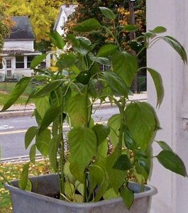 peppers2.jpg