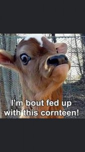 cornteen.jpg