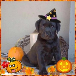 halloweendog.jpg
