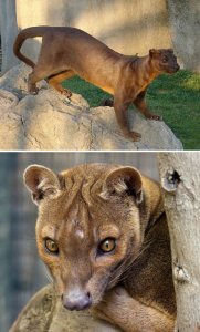 fossa.jpg
