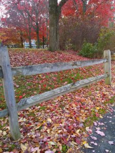 autumn.jpg